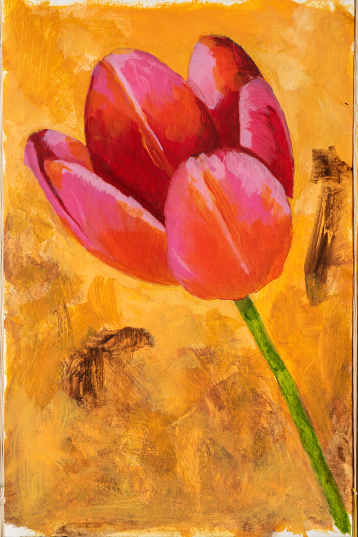 Roze tulp
