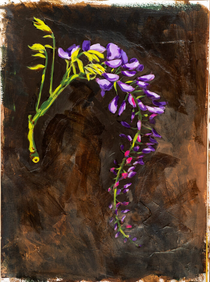 Blauwe regen Wisteria