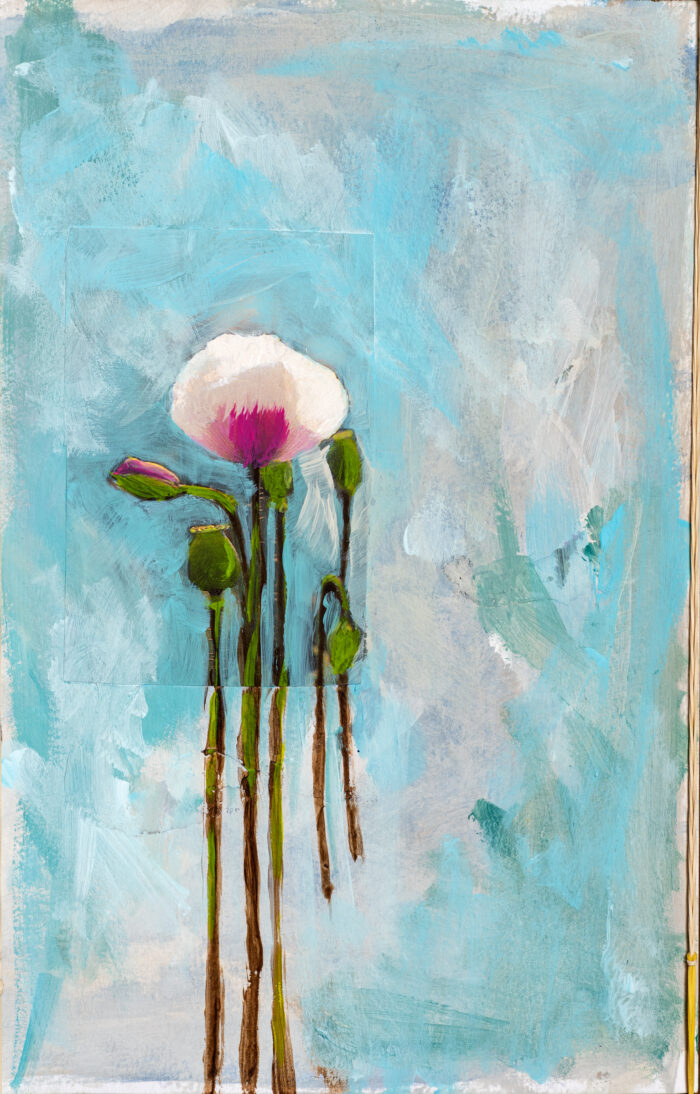 Papavers